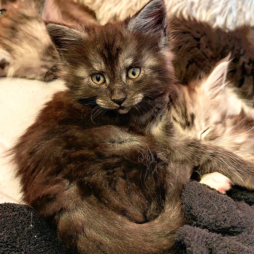 Vesper participe au concours pour gagner de l'argent avec cette photo : animal, black_blanket, cat, closeup, cozy, cushion, cute, ears, feline, fur, indoor, kitten, multiple_cats, pet, relaxed, resting, sleeping, soft, whiskers, young