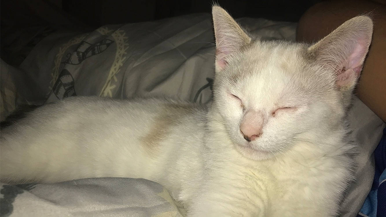 Pixel a rejoint le concours — aidez-le/la à gagner de superbes lots ! asian, balinese, burmilla, carnivore, cat, colorpoint_shorthair, fawn, felidae, javanese, khao_manee, kitten, mammal, nap, oriental_longhair, ragdoll, small_to_medium_sized_cats, tonkinese, turkish_angora, vertebrate, whiskers