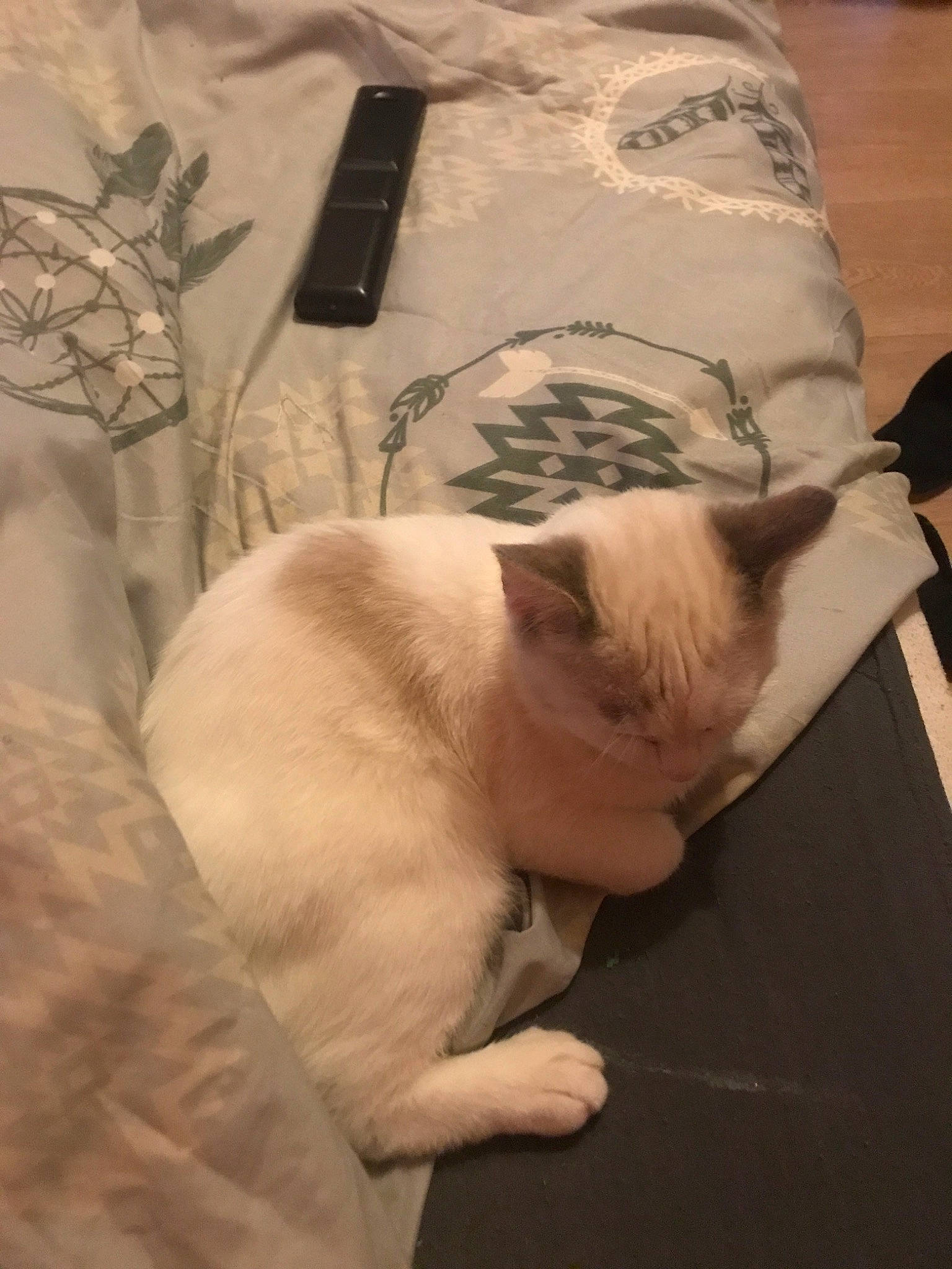 Pixel participe au concours pour gagner de l'argent avec cette photo : asian, balinese, burmilla, carnivore, cat, colorpoint_shorthair, fawn, felidae, kitten, nap, paw, ragdoll, small_to_medium_sized_cats, snout, tail, tonkinese, whiskers