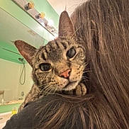 Sergio joined the competition — help win amazing prizes! cat, tabby_cat, person, long_hair, shoulder, bathroom, mirror, sink, light_bulbs, curious, close_up, indoor, pet, animal, cozy, intimate, face, fur, cute, domestic