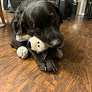 Max is registered to the contest to win money with this photo: dog, black_dog, plush_toy, wooden_floor, indoor, pet, animal, cute, playful, lying_down, floor, fur, mammal, toy, home, cozy, living_room, carpet, domestic_animal, snout