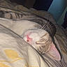 Albatros a rejoint le concours — aidez-le/la à gagner de superbes lots ! cat, sleeping, bed, blanket, indoor, cozy, whiskers, pink_nose, striped, fur, resting, domestic_animal, pet, relaxation, soft_light, quiet, calm, home, comfort, closeup