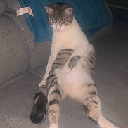 Albatros a rejoint le concours — aidez-le/la à gagner de superbes lots ! cat, sitting, couch, blanket, indoor, feline, striped, relaxed, pet, furniture, gray, blue, domestic_animal, fur, animal, cute, whiskers, tail, four_legs, resting