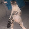 cat, sitting, couch, blanket, indoor, feline, striped, relaxed, pet, furniture, gray, blue, domestic_animal, fur, animal, cute, whiskers, tail, four_legs, resting
