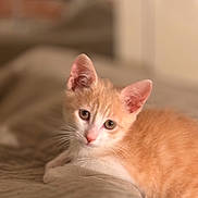Raoudha Guibane participe au concours pour gagner de l'argent avec cette photo : animal, bed, blanket, cat, cozy, cute, domestic, ears, eyes, feline, fur, indoor, kitten, lying_down, orange_cat, pet, soft_light, whiskers, white_cat, young_cat