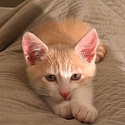 Raoudha Guibane participe au concours pour gagner de l'argent avec cette photo : kitten, cat, orange, white, paw, ears, eyes, nose, whiskers, fur, blanket, texture, indoor, pet, cute, sleepy, resting, closeup, animal, soft