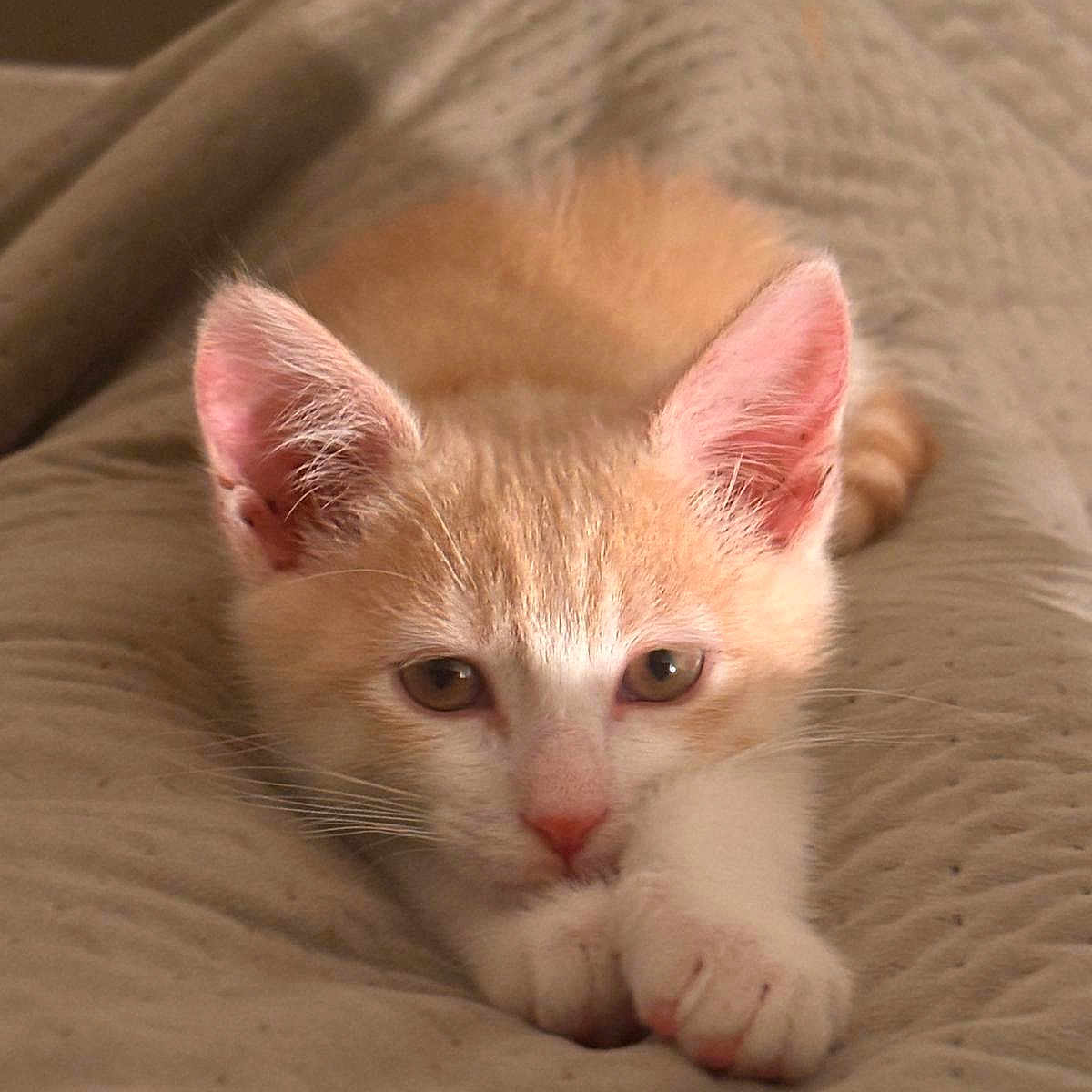 Raoudha Guibane participe au concours pour gagner de l'argent avec cette photo : animal, blanket, cat, closeup, cute, ears, eyes, fur, indoor, kitten, nose, orange, paw, pet, resting, sleepy, soft, texture, whiskers, white