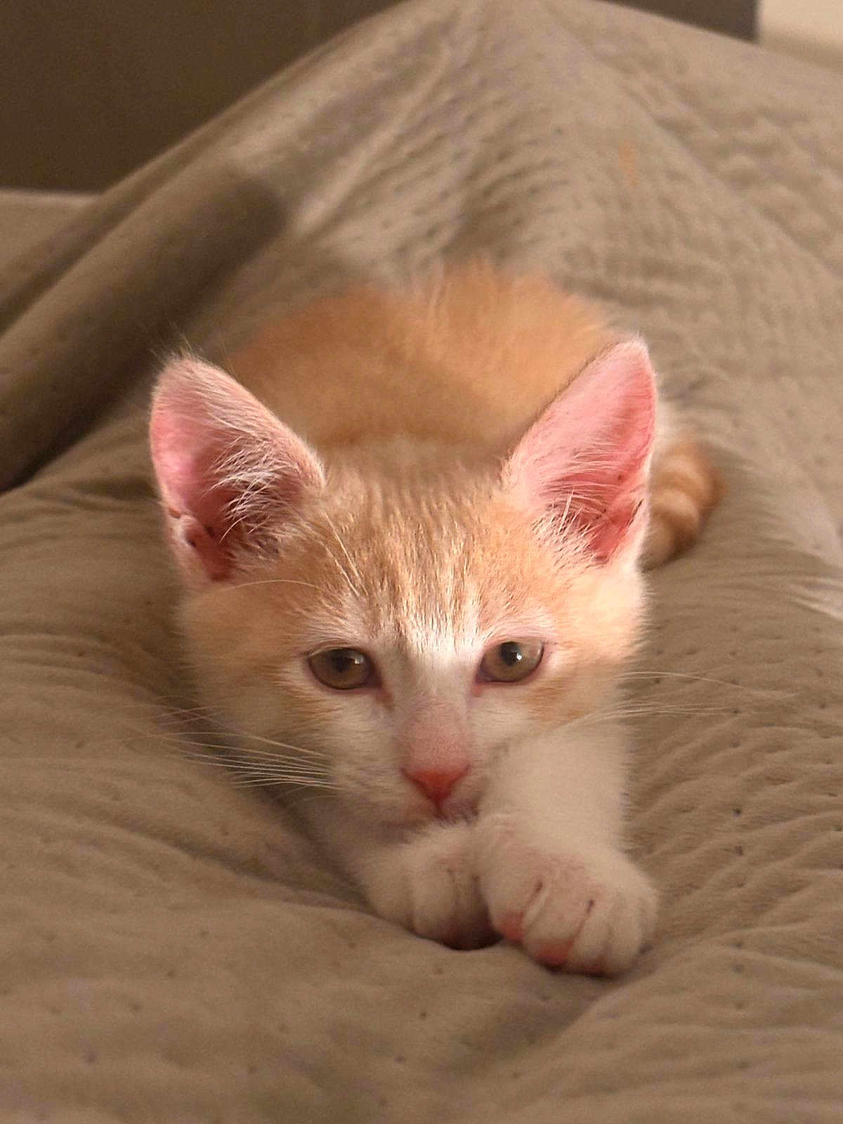 Raoudha Guibane participe au concours pour gagner de l'argent avec cette photo : kitten, cat, orange, white, paw, ears, eyes, nose, whiskers, fur, blanket, texture, indoor, pet, cute, sleepy, resting, closeup, animal, soft