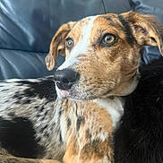 Fig is registered to the contest to win money with this photo: animal, black, brown, calm, close_up, companion, dog, ears, fur, indoors, leather_couch, mixed_breed, nose, pet, portrait, relaxed, resting, side_view, speckled_coat, white