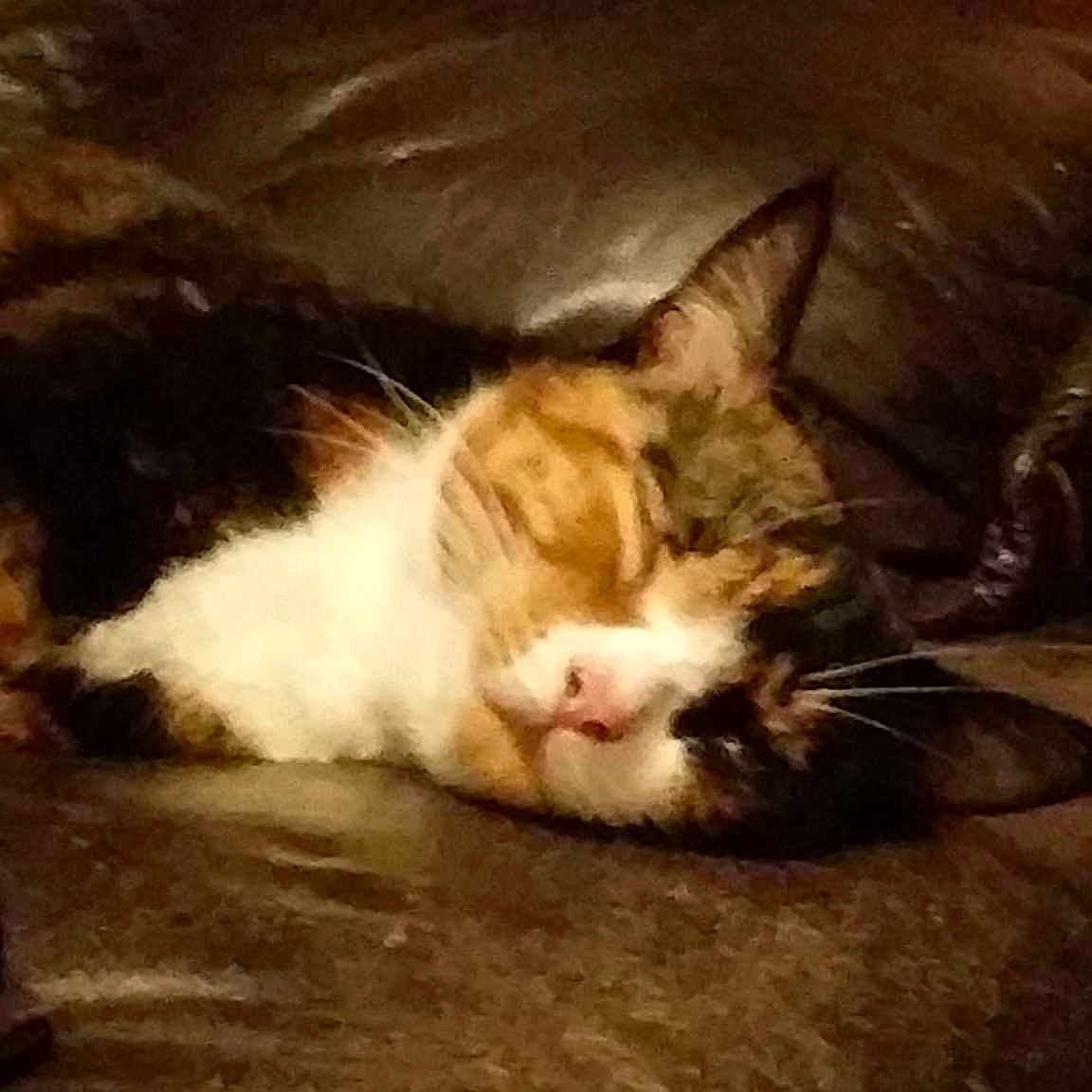 Ginger joined the competition — help win amazing prizes!