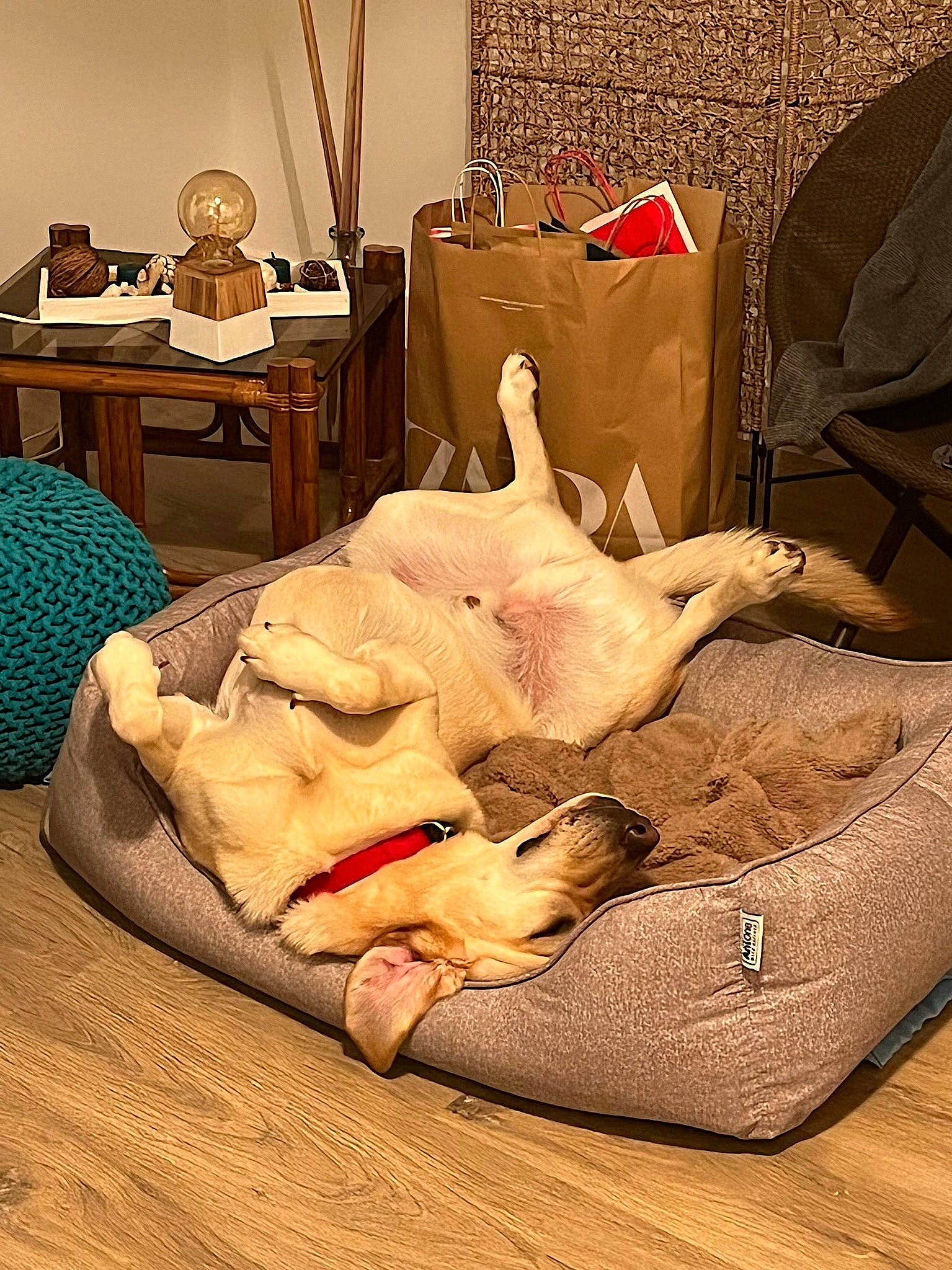 Cooper a rejoint le concours — aidez-le/la à gagner de superbes lots ! art, bedding, bedroom, chair, comfort, companion_dog, drawer, fawn, felidae, floor, flooring, fur, hardwood, linens, living_room, peach, room, small_to_medium_sized_cats, table, wood