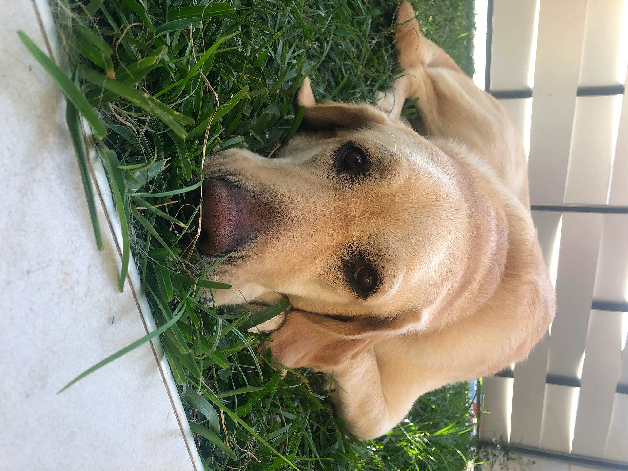 Cooper participe au concours pour gagner de l'argent avec cette photo : art, carnivore, collar, companion_dog, dog, dog_breed, dog_collar, dog_supply, ear, fawn, grass, jaw, pet_supply, plant, sculpture, snout, sporting_group, terrestrial_animal, whiskers, working_animal