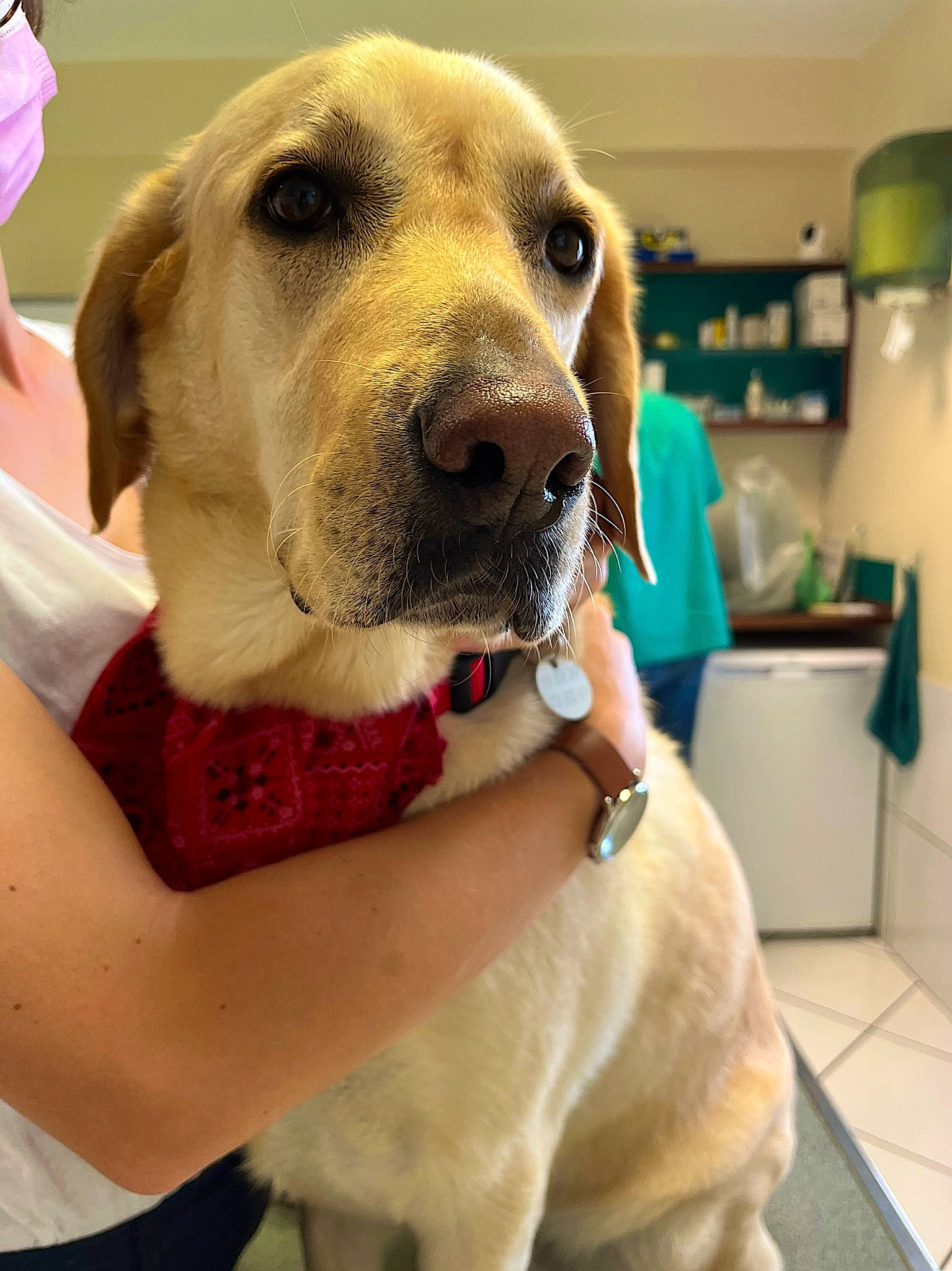 Cooper a rejoint le concours — aidez-le/la à gagner de superbes lots ! canidae, carnivore, collar, companion_dog, dog, dog_breed, dog_collar, dog_supply, ear, fawn, fur, happy, pet_supply, puppy_love, selfie, snout, sporting_group, watch, whiskers, working_animal