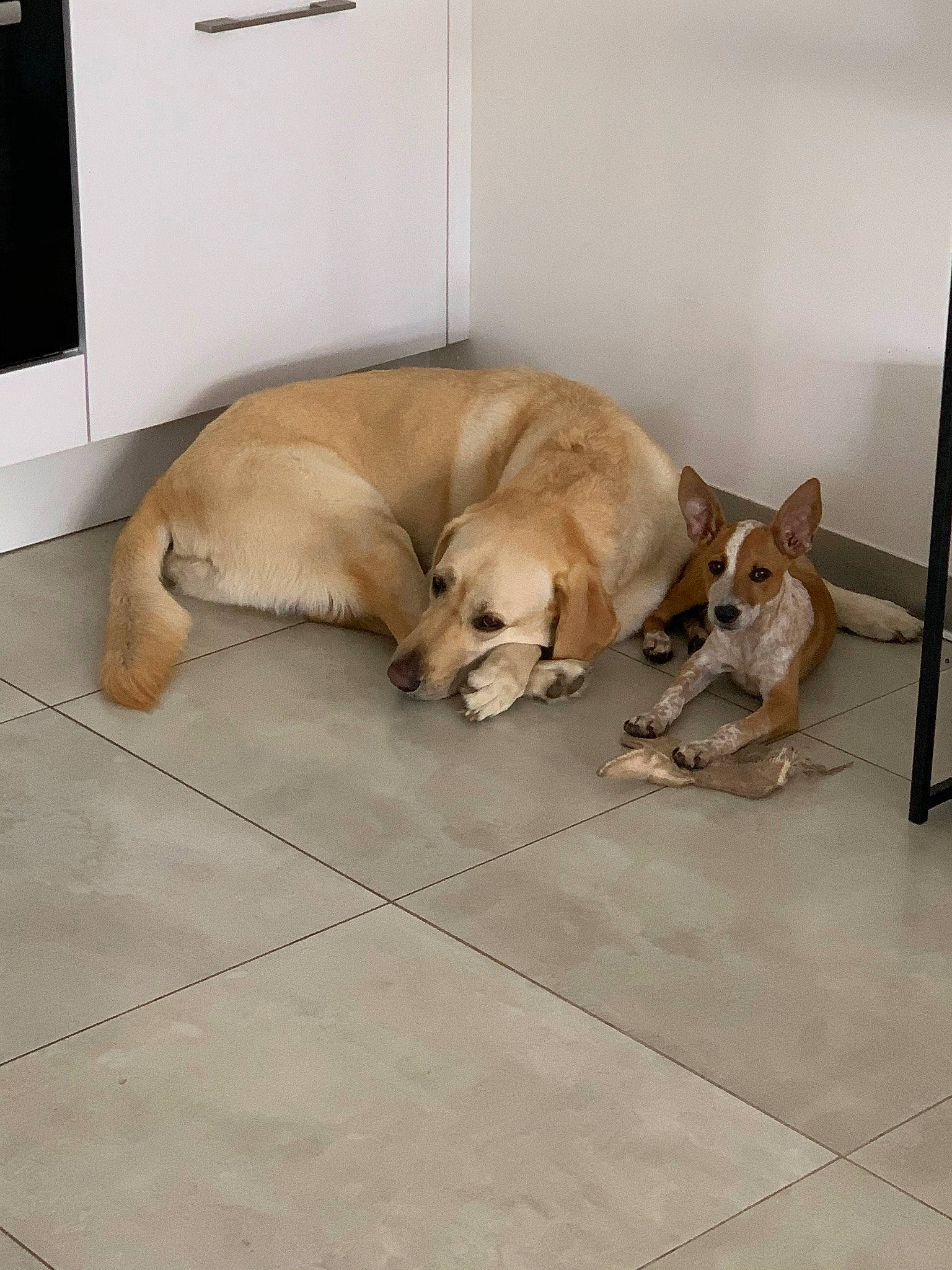 Cuba participe au concours pour gagner de l'argent avec cette photo : canidae, carnivore, comfort, companion_dog, dog, dog_breed, dog_supply, fawn, floor, flooring, hardwood, non_sporting_group, paw, retriever, room, sporting_group, tail, wood, working_animal