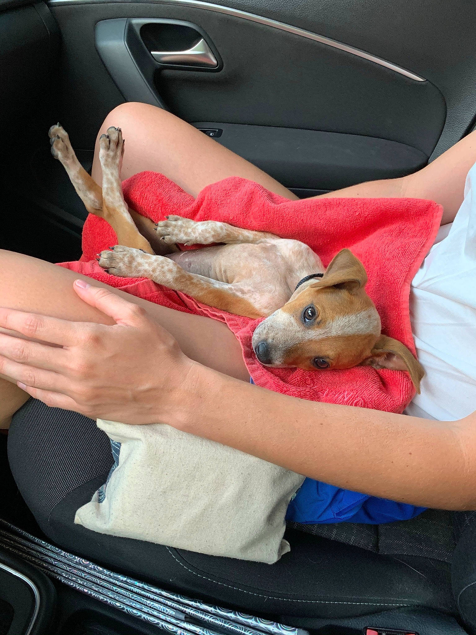 Cuba participe au concours pour gagner de l'argent avec cette photo : automotive_design, car_seat, car_seat_cover, comfort, companion_dog, finger, gesture, human_leg, mammal, motor_vehicle, nail, personal_luxury_car, steering_wheel, stuffed_toy, textile, thigh, thumb, vehicle_door, vertebrate, wrist