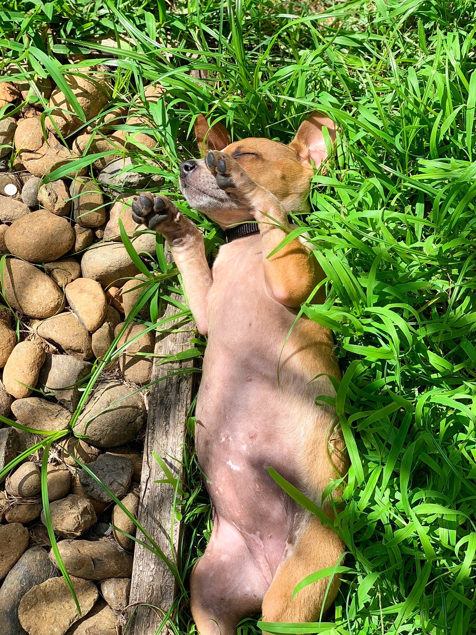 Cuba a rejoint le concours — aidez-le/la à gagner de superbes lots ! fawn, foot, forest, grass, groundcover, herbaceous_plant, jungle, organism, people_in_nature, plant, primate, rock, soil, terrestrial_animal, terrestrial_plant, wildlife