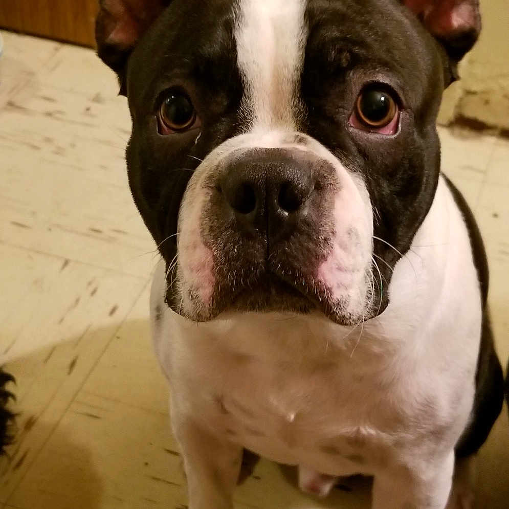 Klifford joined the competition — help win amazing prizes! american_bulldog, ancient_dog_breeds, boston_terrier, canidae, carnivore, close_up, companion_dog, dog, dog_breed, eye, fawn, french_bulldog, mammal, non_sporting_group, nose, skin, snout, toy_bulldog, vertebrate, whiskers