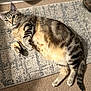 cat, tabby, indoor, rug, carpet, pet, animal, feline, relaxed, lying_down, looking_at_camera, whiskers, ears, tail, home, cozy, fur, cute, domestic_animal, mammal