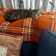 Mack is registered to the contest to win money with this photo: cat, tabby, blanket, orange, plaid, couch, pillow, indoor, resting, pet, feline, cozy, relaxed, fur, texture, home, comfort, domestic, animal, sleepy
