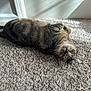 Mack joined the competition — help win amazing prizes! cat, tabby, carpet, indoor, sunlight, relaxed, pet, feline, animal, upside_down, green_eyes, whiskers, ears, collar, home, cozy, soft_light, floor, curious, resting