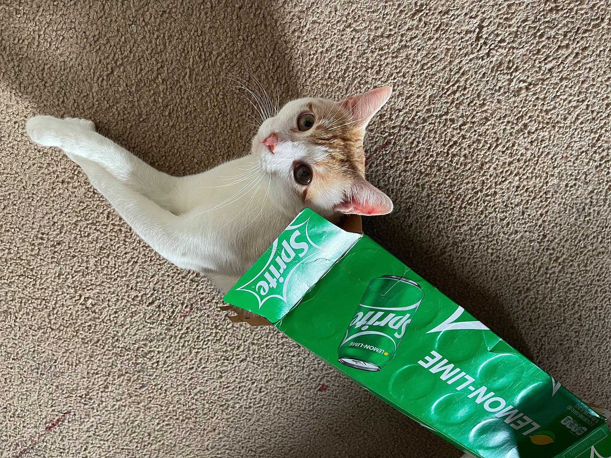 Leo joined the competition — help win amazing prizes! carnivore, cat, cat_supply, cone, devon_rex, domestic_short_haired_cat, fang, fawn, felidae, font, food, foot, fur, paw, pet_supply, small_to_medium_sized_cats, snout, tail, whiskers