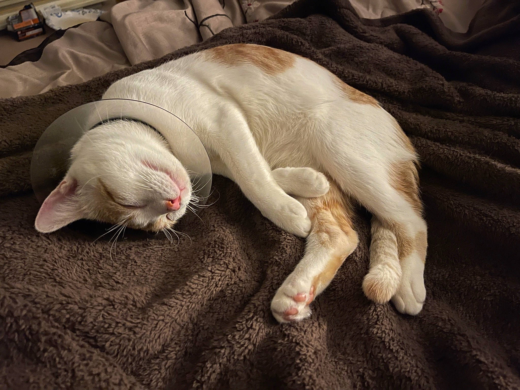 Leo joined the competition — help win amazing prizes! carnivore, cat, comfort, companion_dog, dog_breed, domestic_short_haired_cat, fawn, felidae, fur, human_leg, linens, nap, paw, small_to_medium_sized_cats, snout, sporting_group, tail, terrestrial_animal, whiskers, wood