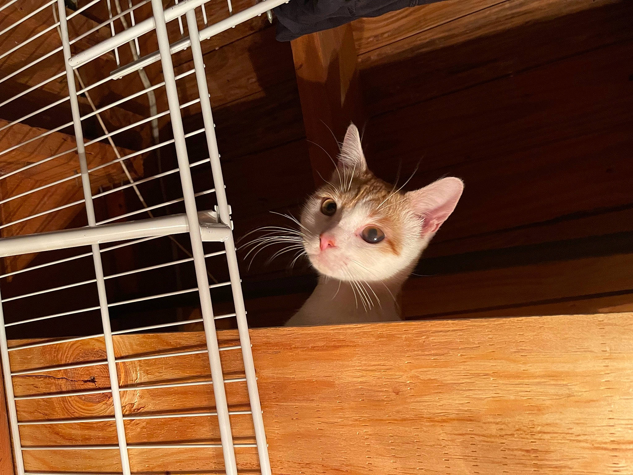 Leo is registered to the contest to win money with this photo: animal_shelter, cage, carnivore, cat, cat_supply, domestic_short_haired_cat, fawn, felidae, flooring, fur, hardwood, metal, pet_supply, plywood, small_to_medium_sized_cats, tail, whiskers, wood
