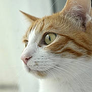 Moon participe au concours pour gagner de l'argent avec cette photo : abyssinian, angora, animal, cat, kitten, manx, pet, siamese