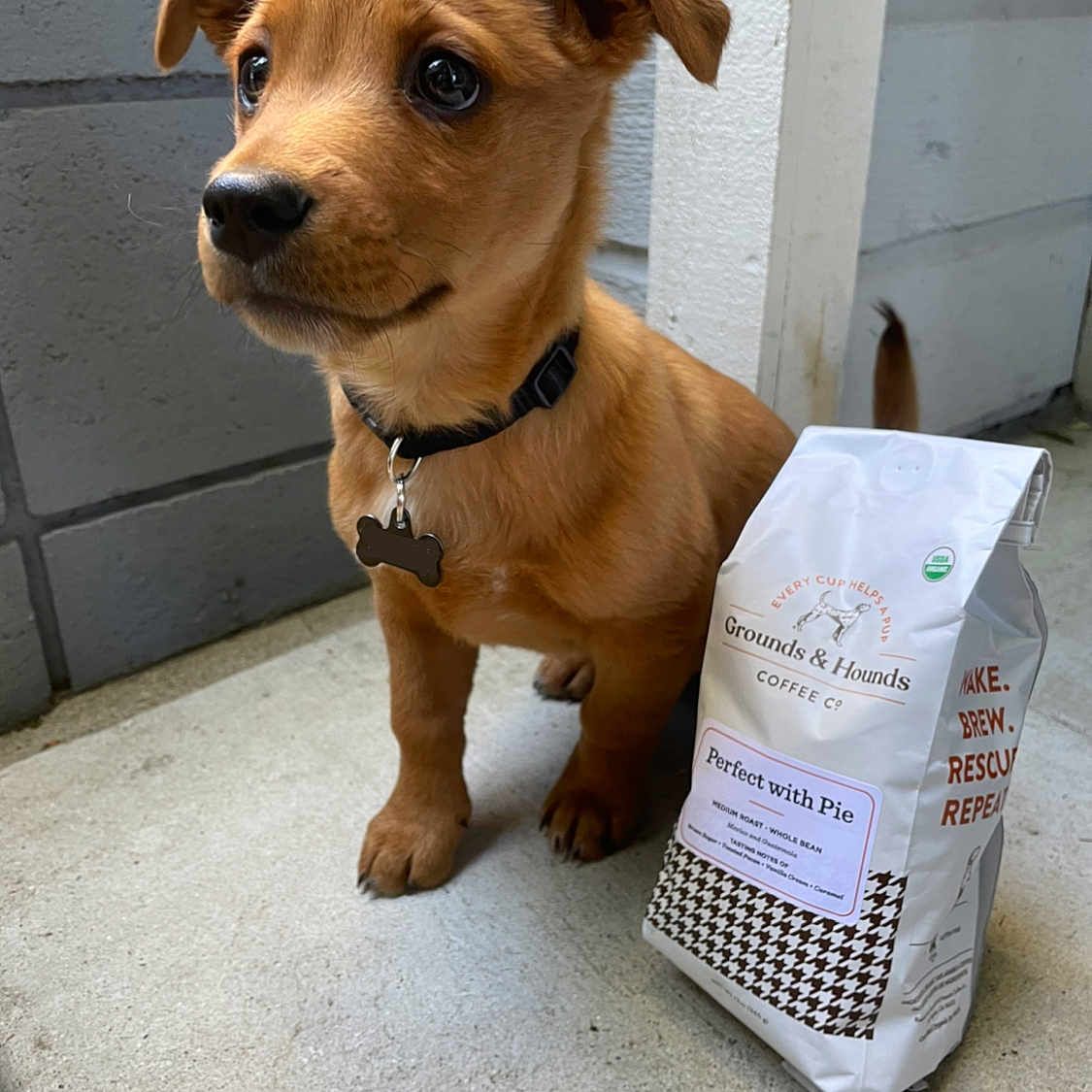 Reese is registered to the contest to win money with this photo: box, brown, canidae, carnivore, carton, collar, companion_dog, dog, dog_breed, dog_supply, fawn, liver, packaging_and_labeling, pet_supply, snout, sporting_group, tan, tile, whiskers, working_animal