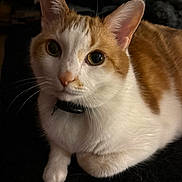 Tito joined the competition — help win amazing prizes! cat, orange_and_white, pet, collar, close_up, indoor, animal, feline, whiskers, fur, resting, curious, eyes, portrait, domestic_cat, cute, mammal, black_background, soft_lighting, alert