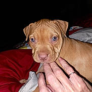 Piper joined the competition — help win amazing prizes! puppy, dog, hand, pet, close_up, brown, fur, cute, animal, bed, blanket, indoor, nibble, fingers, canine, young, domestic_animal, snout, ears, companion