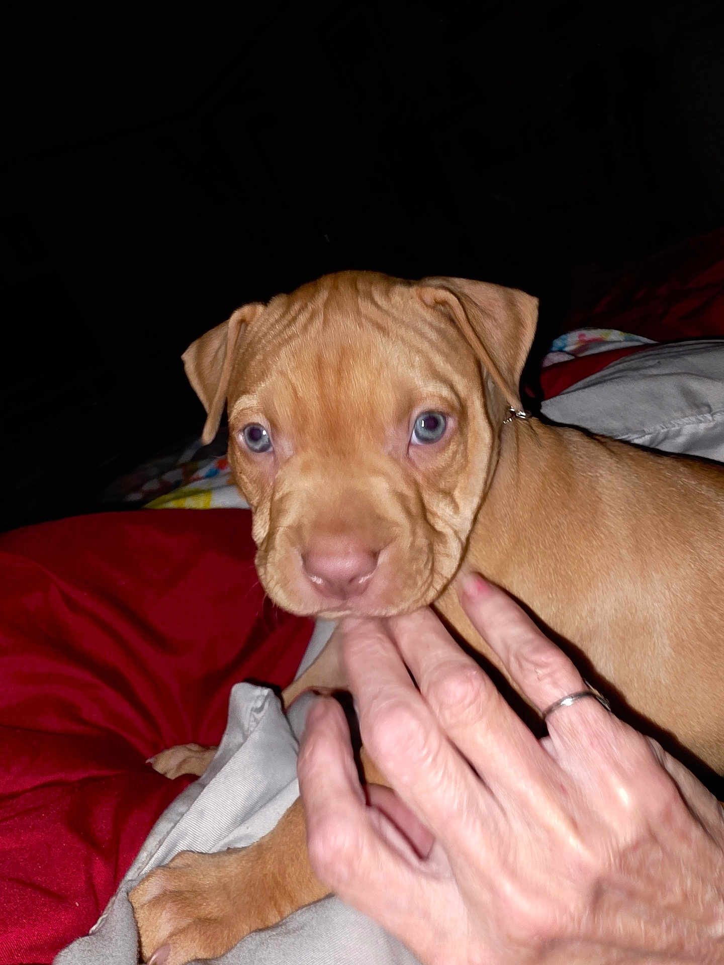Piper