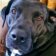 Elsie joined the competition — help win amazing prizes! dog, black_dog, pet, close_up, face, amber_eyes, indoor, couch, resting, animal, canine, fur, portrait, domestic_animal, companion, snout, ears, whiskers, relaxed, home