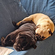 Simone a rejoint le concours — aidez-le/la à gagner de superbes lots ! dog, pug, sleeping, black_pug, fawn_pug, couch, blue_couch, pet, animal, cute, snuggling, nap, fur, paw, indoor, relaxing, companion, friendship, cozy, domestic