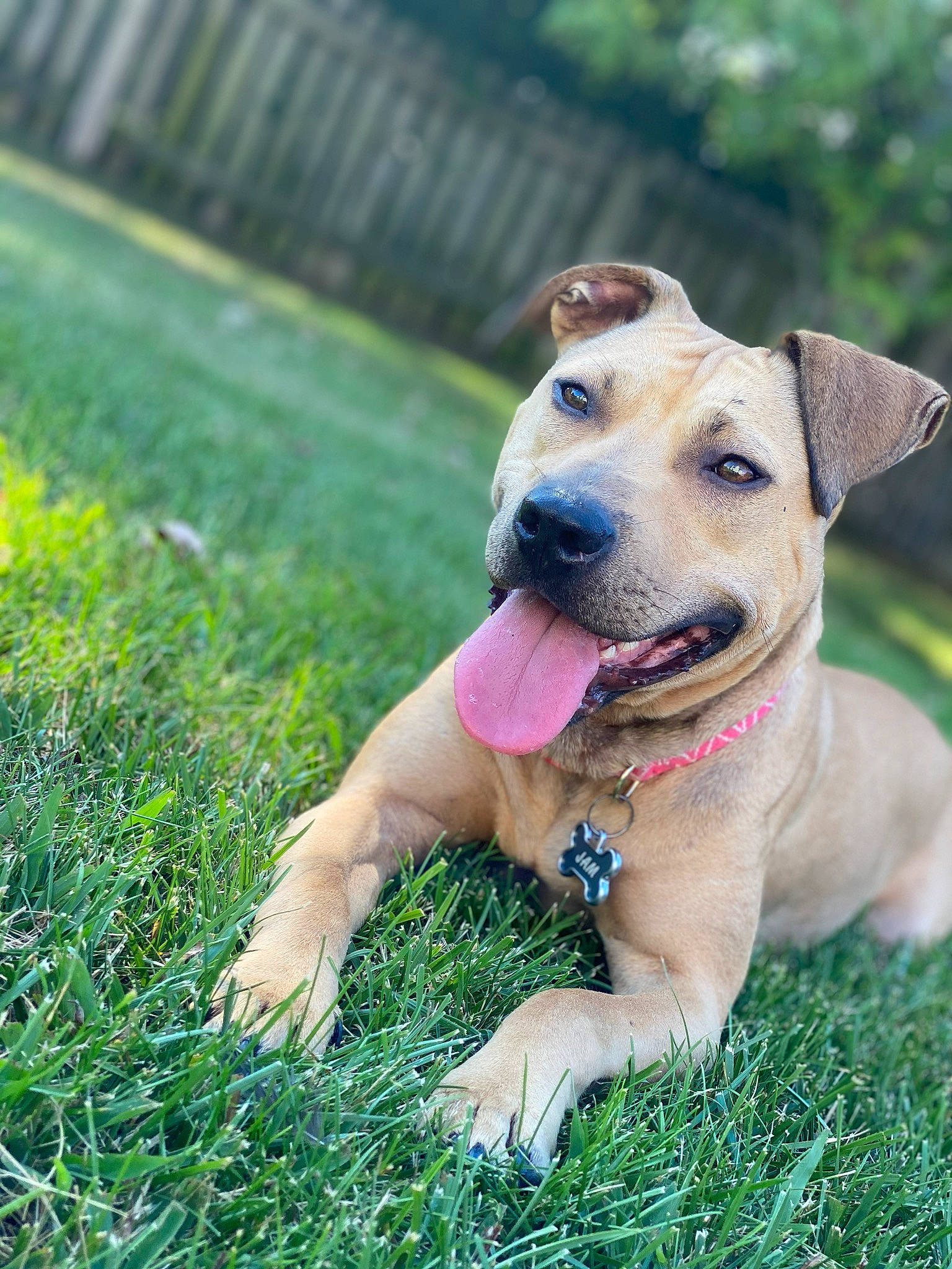 Jam joined the competition — help win amazing prizes! black_mouth_cur, canidae, carnivore, companion_dog, dog, dog_breed, fawn, grass, labrador_retriever, mammal, plant, potcake_dog, puppy, rare_breed_dog, snout, sporting_group, vertebrate