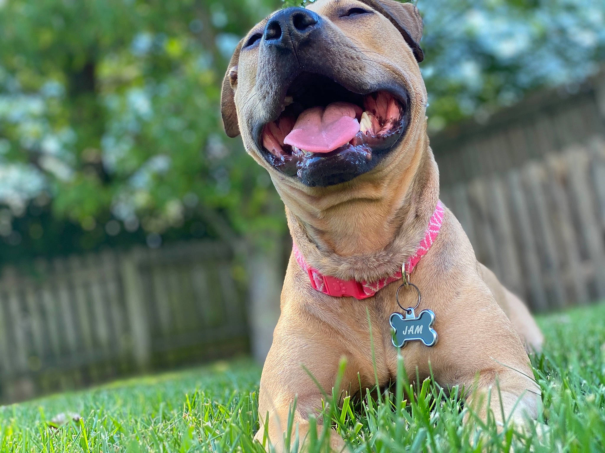 Jam is registered to the contest to win money with this photo: american_pit_bull_terrier, canidae, carnivore, collar, dog, dog_breed, dog_collar, fawn, grass, mammal, molosser, non_sporting_group, pit_bull, snout, vertebrate