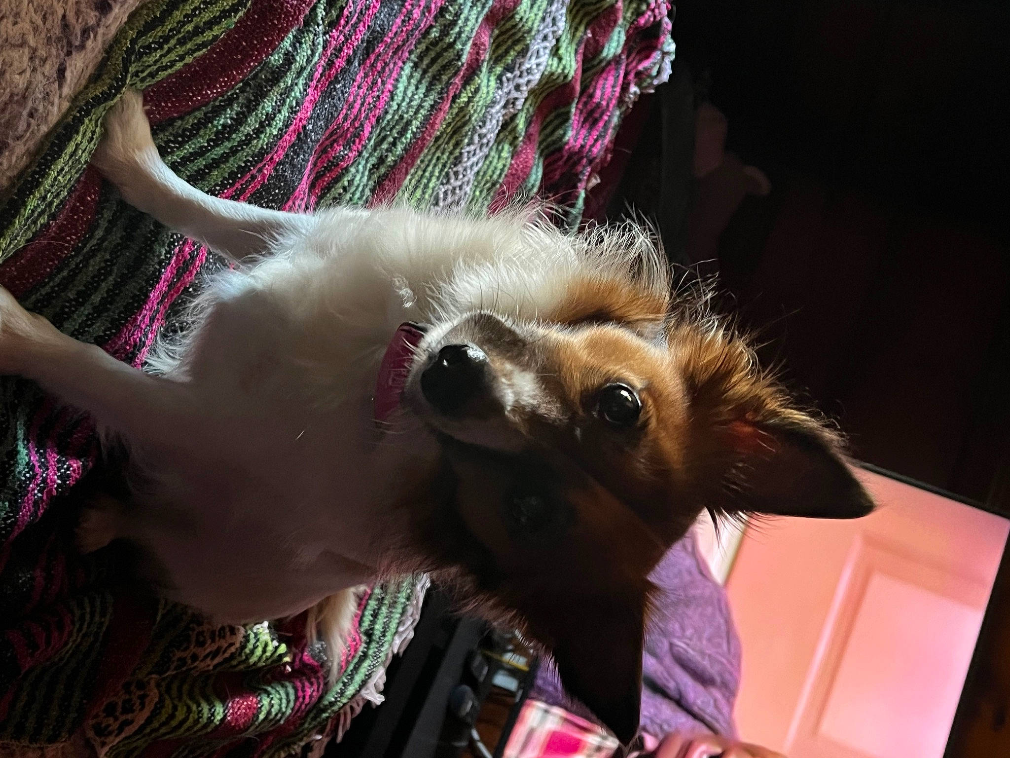 Princess Laia joined the competition — help win amazing prizes! canidae, carnivore, cat, collar, companion_dog, dog_breed, ear, eyelash, eyewear, fawn, felidae, fur, magenta, small_to_medium_sized_cats, snout, sporting_group, tail, whiskers, wildlife, working_animal