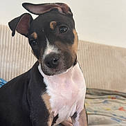 Aaros a rejoint le concours — aidez-le/la à gagner de superbes lots ! puppy, dog, pet, cute, animal, ears, head_tilt, black, tan, white, fur, indoors, bedspread, colorful, young, sitting, curious, closeup, adorable, companion