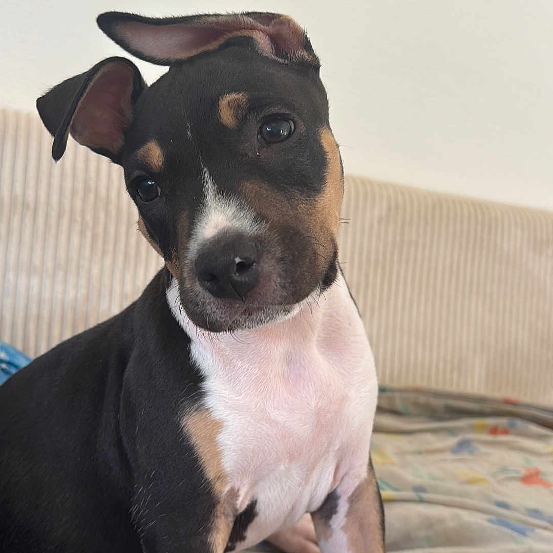 Aaros a rejoint le concours — aidez-le/la à gagner de superbes lots ! adorable, animal, bedspread, black, closeup, colorful, companion, curious, cute, dog, ears, fur, head_tilt, indoors, pet, puppy, sitting, tan, white, young