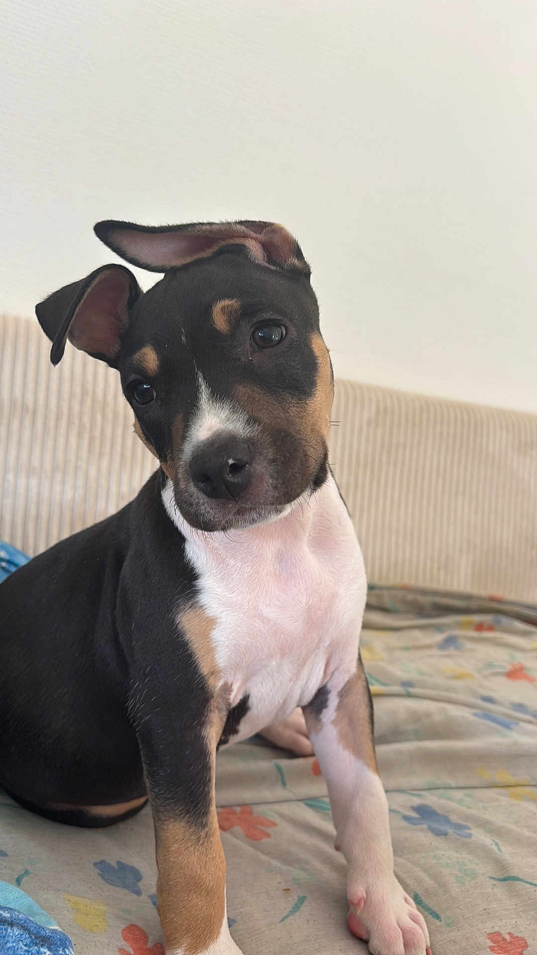 Aaros a rejoint le concours — aidez-le/la à gagner de superbes lots ! puppy, dog, pet, cute, animal, ears, head_tilt, black, tan, white, fur, indoors, bedspread, colorful, young, sitting, curious, closeup, adorable, companion