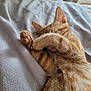 Willo a rejoint le concours — aidez-le/la à gagner de superbes lots ! adorable, animal, bed, blanket, cat, cozy, cute, feline, fur, indoor, kitten, orange_tabby, paw, pet, playful, relaxed, resting, sleeping, soft, whiskers