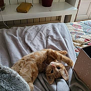 Willo participe au concours pour gagner de l'argent avec cette photo : bed, blanket, cat, cozy, curious, cute, domestic, fur, furniture, home, indoor, kitten, orange_tabby, pet, plant, plant_pot, relaxing, stretching, wallet, whiskers