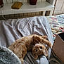 bed, blanket, cat, cozy, curious, cute, domestic, fur, furniture, home, indoor, kitten, orange_tabby, pet, plant, plant_pot, relaxing, stretching, wallet, whiskers