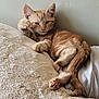 Willo a rejoint le concours — aidez-le/la à gagner de superbes lots ! animal, blanket, cat, couch, cozy, cute, feline, fluffy, fur, ginger_cat, home, indoor, kitten, paw, pet, relaxed, resting, sleepy, soft, whiskers