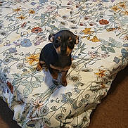 Chanel is registered to the contest to win money with this photo: puppy, dog, bed, bedspread, floral_pattern, small_dog, indoor, carpet, cute, animal, pet, looking_up, brown, black, young_dog, canine, domestic_animal, fur, ears, adorable