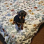puppy, dog, bed, bedspread, floral_pattern, small_dog, indoor, carpet, cute, animal, pet, looking_up, brown, black, young_dog, canine, domestic_animal, fur, ears, adorable