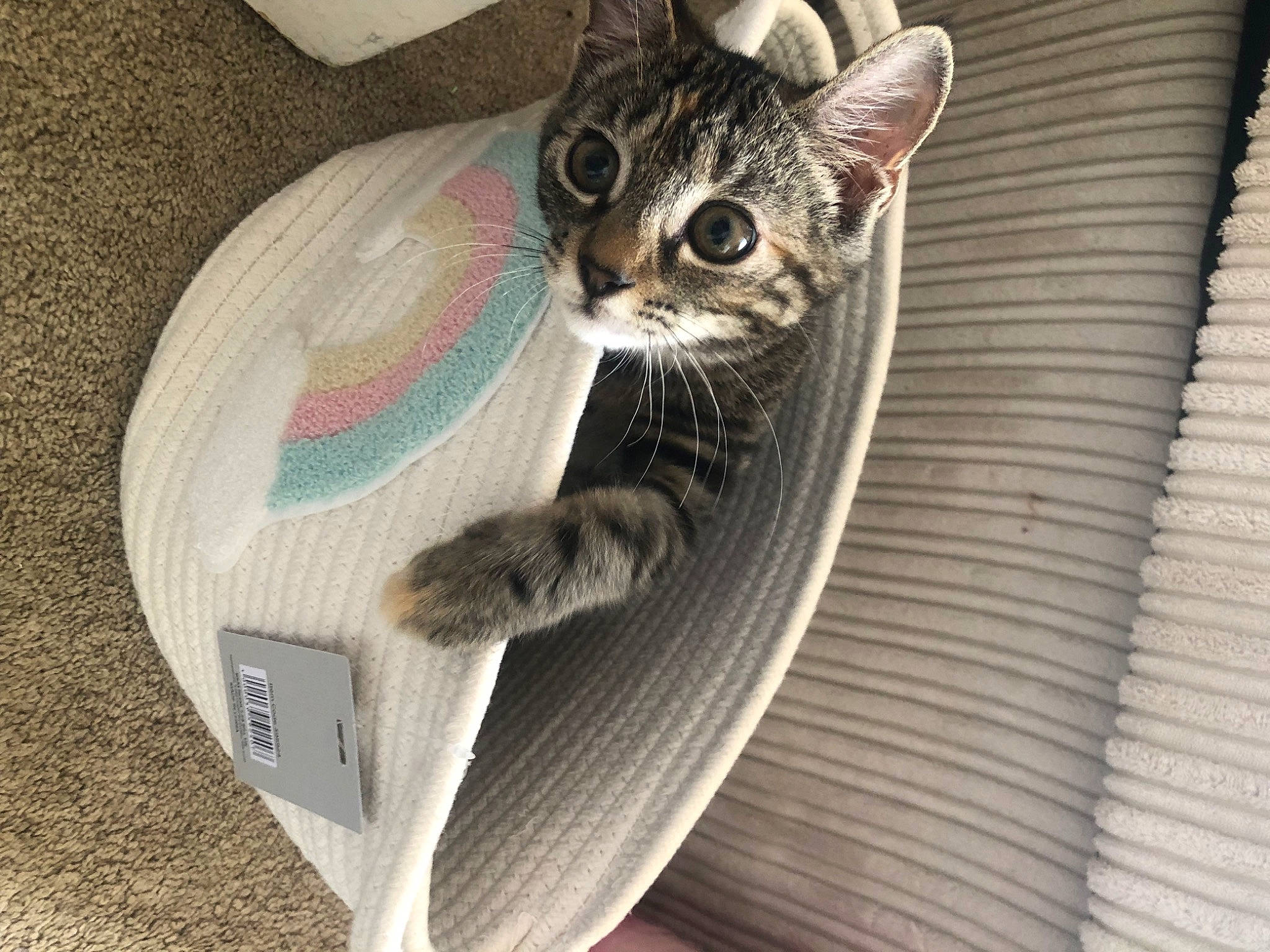 Ryder is registered to the contest to win money with this photo: carnivore, cat, cat_bed, cat_furniture, cat_supply, claw, comfort, domestic_short_haired_cat, fawn, felidae, foot, fur, metal, paw, sitting, small_to_medium_sized_cats, snout, tail, whiskers, wood