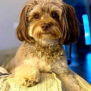 Chloe is registered to the contest to win money with this photo: dog, small_dog, pet, fluffy, brown_fur, long_ears, curly_fur, portrait, sitting, cushion, sofa, indoors, living_room, blue_background, lighting, camera_facing, cute, companion_animal, social_media, screenshot