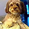 dog, small_dog, pet, fluffy, brown_fur, long_ears, curly_fur, portrait, sitting, cushion, sofa, indoors, living_room, blue_background, lighting, camera_facing, cute, companion_animal, social_media, screenshot