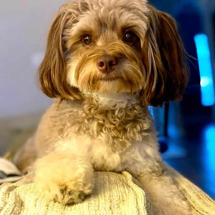 Chloe is registered to the contest to win money with this photo: dog, small_dog, pet, fluffy, brown_fur, long_ears, curly_fur, portrait, sitting, cushion, sofa, indoors, living_room, blue_background, lighting, camera_facing, cute, companion_animal, social_media, screenshot